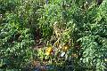 My tomatoes 108